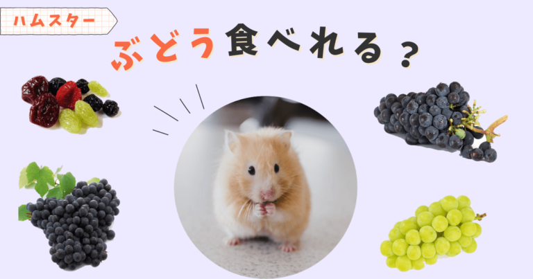 ハムスター　ぶどう